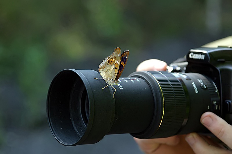 makrofotografie focení motýlů