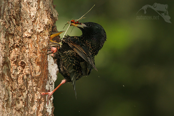 Špaček obecný (Sturnus vulgaris)