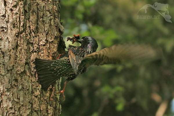 Špaček obecný (Sturnus vulgaris)