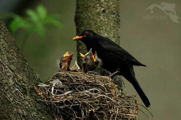 Kos černý (Turdus merula)