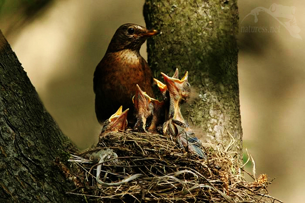 Kos černý (Turdus merula)