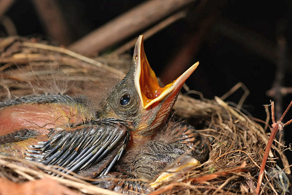 Kos černý (Turdus merula)