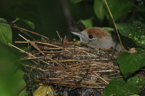 Pěnice černohlavá (Sylvia atricapilla)