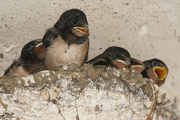 Vlaštovka obecná (Hirundo rustica)