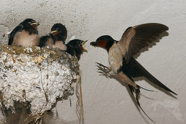 Vlaštovka obecná (Hirundo rustica)