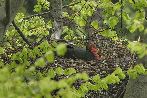 Čáp černý (Ciconia nigra)