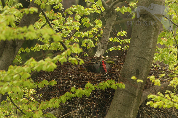 Čáp černý (Ciconia nigra)