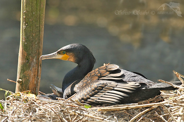 Kormorán velký (Phalacrocorax carbo)