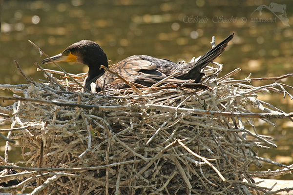 Kormorán velký (Phalacrocorax carbo)