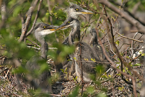 Volavka popelavá (Ardea cinerea)