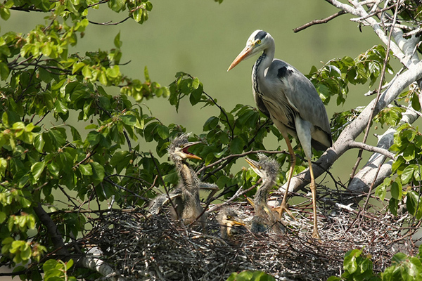 Volavka popelavá (Ardea cinerea)