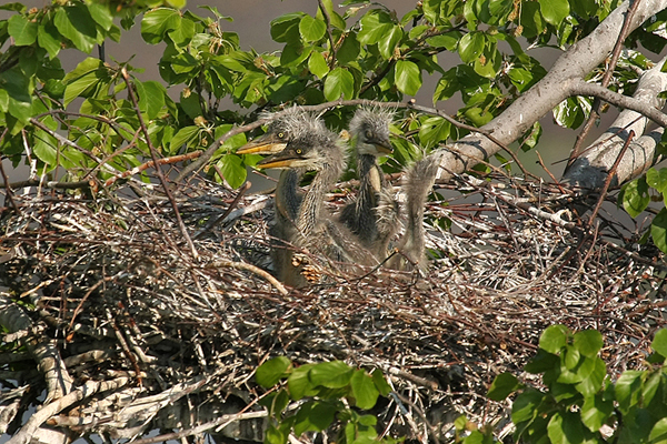 Volavka popelavá (Ardea cinerea)