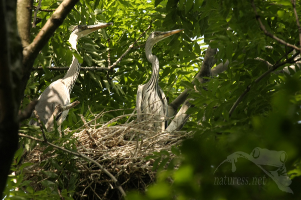 Volavka popelavá (Ardea cinerea)