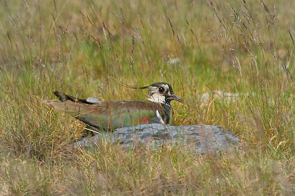 Čejka chocholatá (Vanellus vanellus)