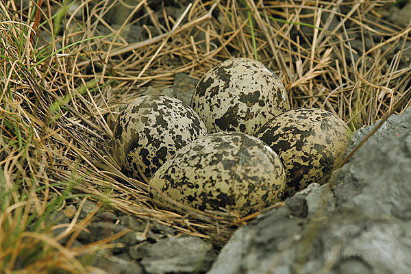 Čejka chocholatá (Vanellus vanellus)