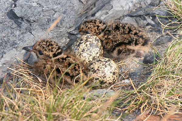 Čejka chocholatá (Vanellus vanellus)