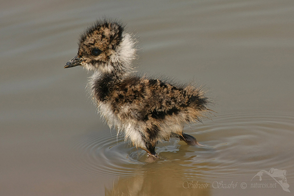 Čejka chocholatá (Vanellus vanellus)