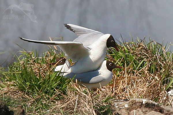 Racek chechtavý (Larus ridibundus)