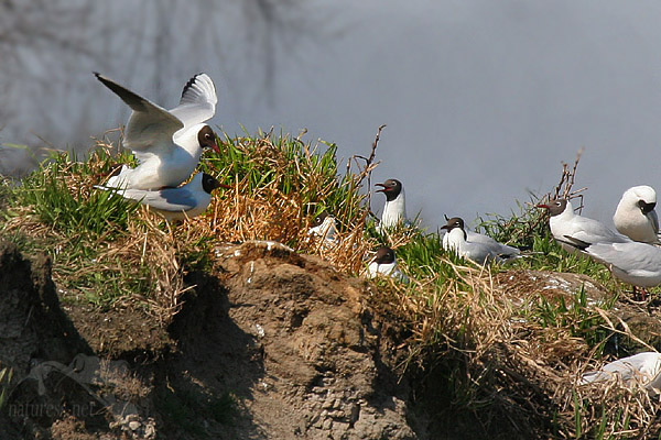 Racek chechtavý (Larus ridibundus)