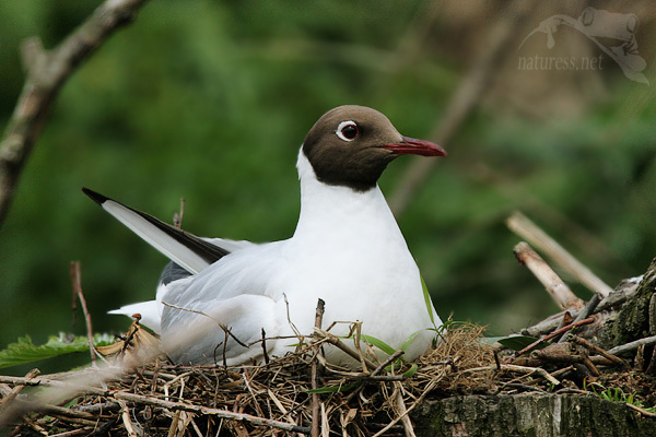 Racek chechtavý (Larus ridibundus)