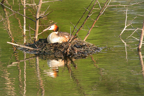 Potápka roháč (Podiceps cristatus)