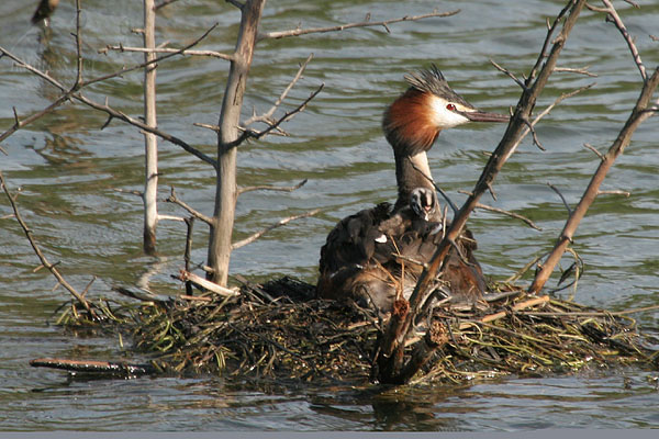 Potápka roháč (Podiceps cristatus)