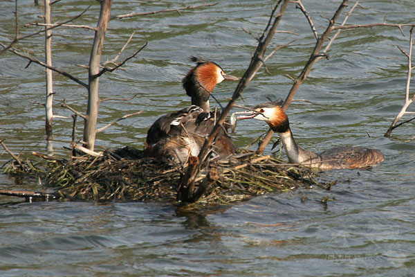 Potápka roháč (Podiceps cristatus)