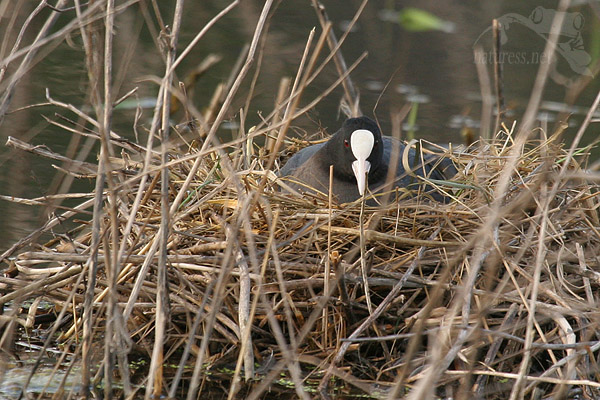 Lyska černá (Fulica atra)