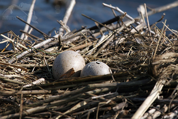 Lyska černá (Fulica atra)