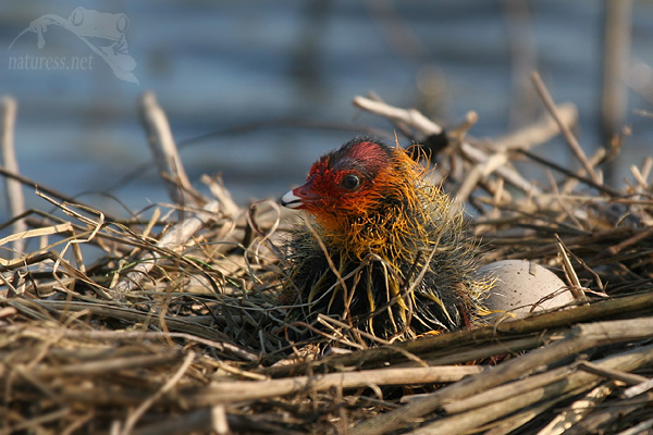 Lyska černá (Fulica atra)