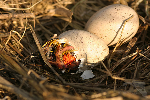 Lyska černá (Fulica atra)