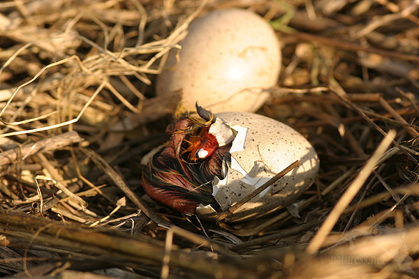 Lyska černá (Fulica atra)