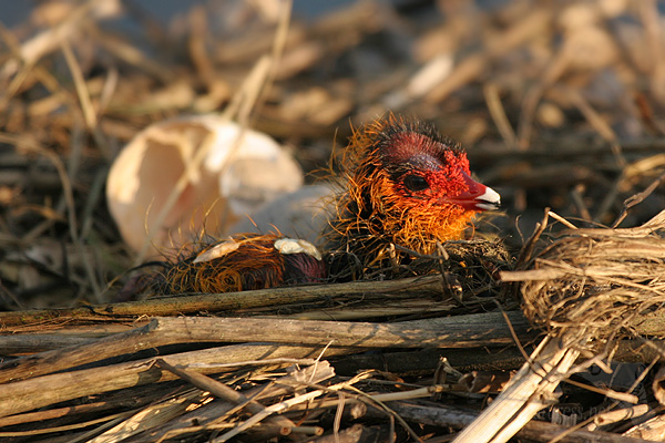 Lyska černá (Fulica atra)