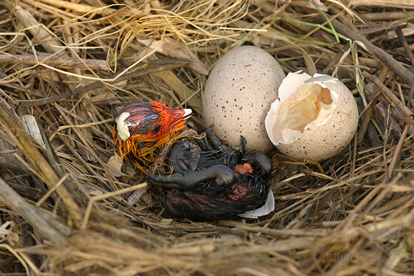 Lyska černá (Fulica atra)