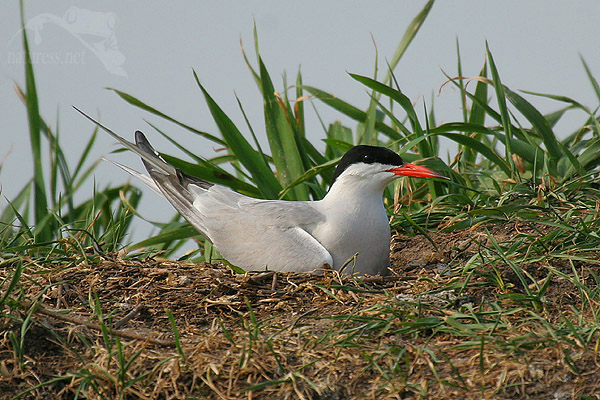 Rybák obecný (Sterna hirundo)