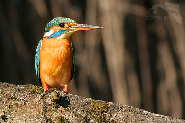 Ledňáček říční (Alcedo atthis)