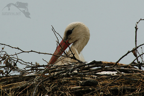 Čáp bílý (Ciconia ciconia)