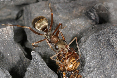 Mravenec (Formica sanguinea)