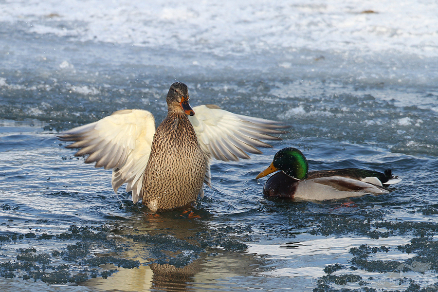 Kachna divoká (Anas platyrhynchos)