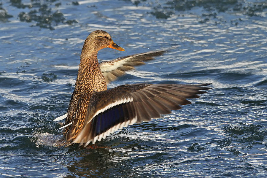 Kachna divoká (Anas platyrhynchos)