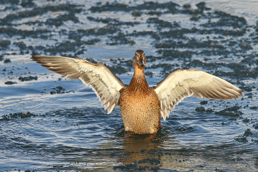 Kachna divoká (Anas platyrhynchos)