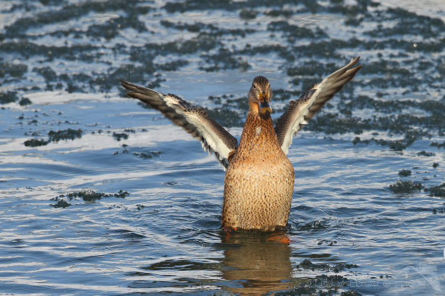 Kachna divoká (Anas platyrhynchos)