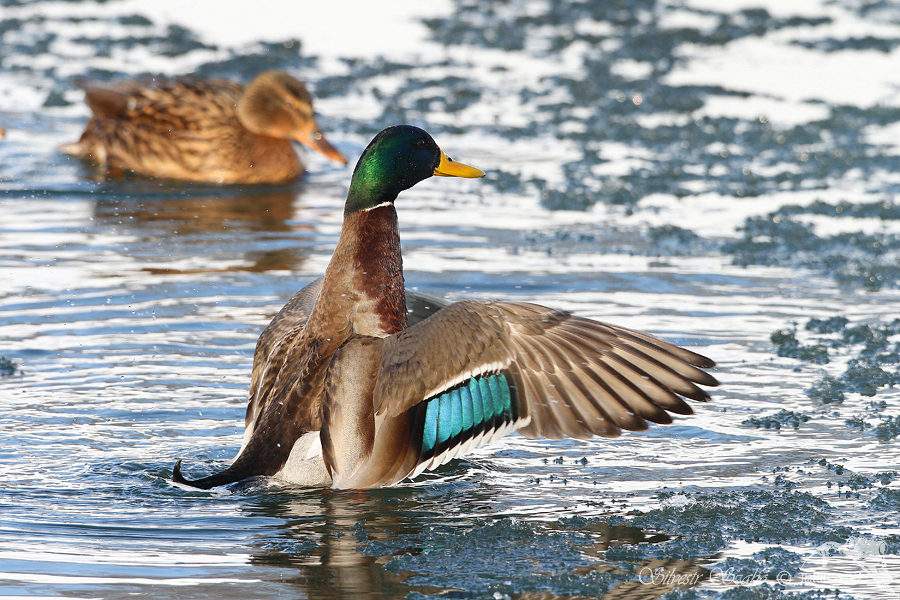 Kachna divoká (Anas platyrhynchos)