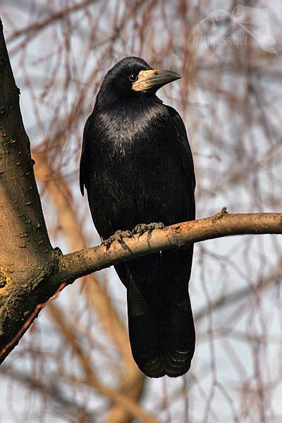 Havran polní (Corvus frugilegus)