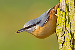 Fotíme brhlíky-Brhlík lesní (Sitta europaea)