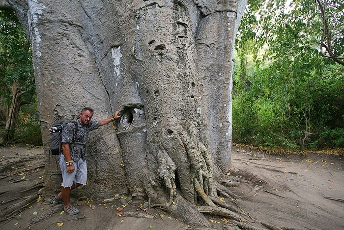 baobab