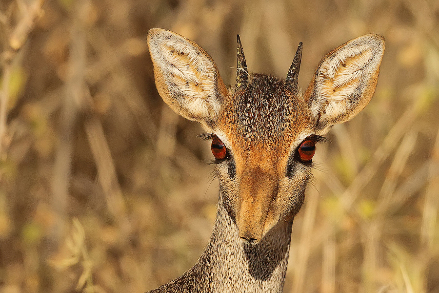 Dikdik Kirkův (Madoqua kirkii)