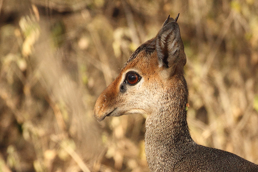 Dikdik Kirkův (Madoqua kirkii) Kenya