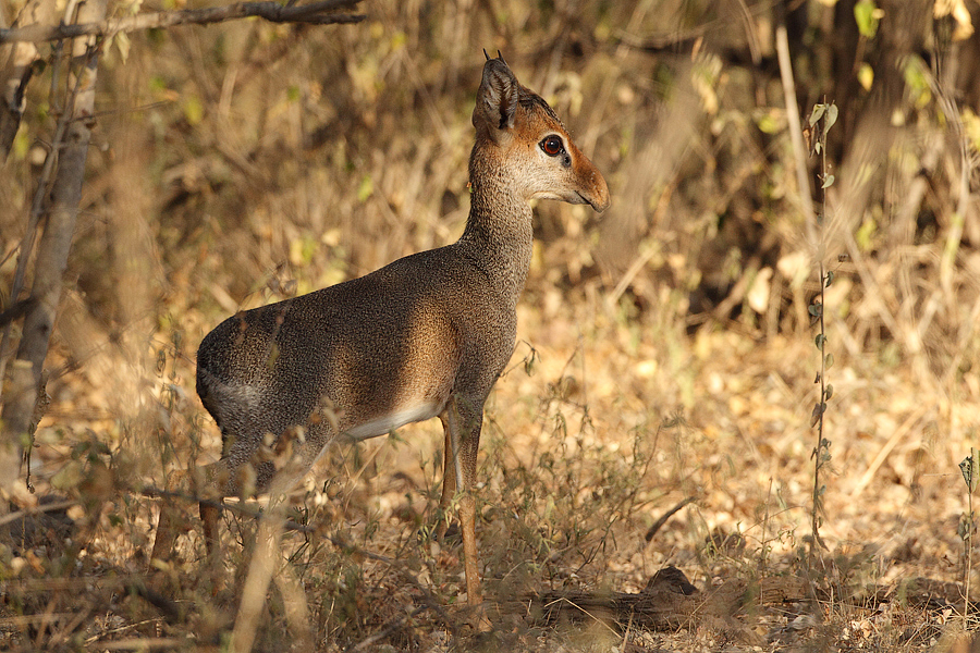 Dikdik Kirkův (Madoqua kirkii) Kenya