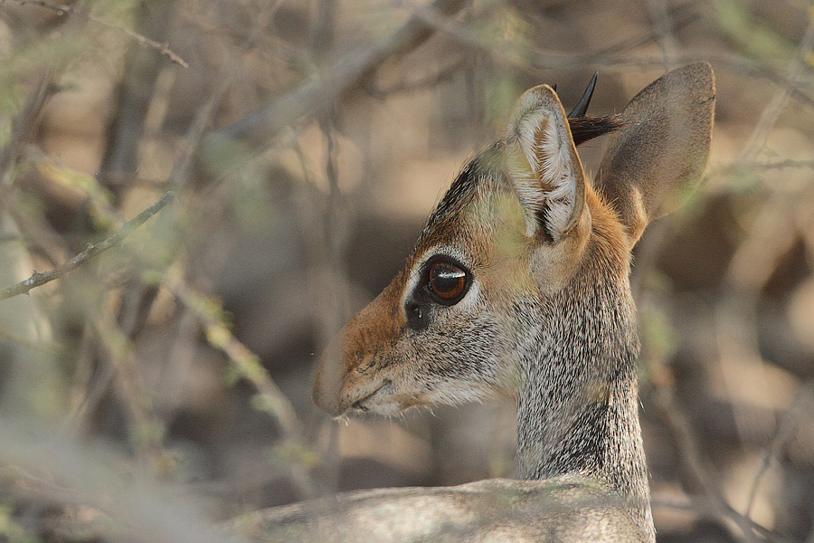 Dikdik Kirkův (Madoqua kirkii) Kenya